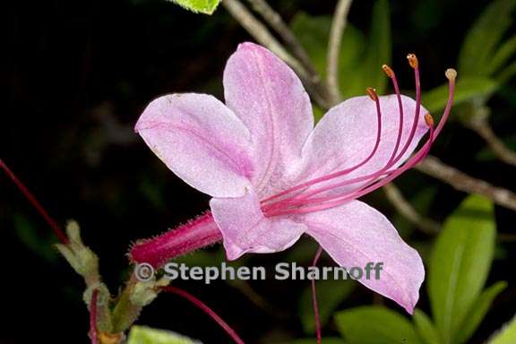 rhododendron prinophyllum graphic